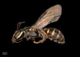   Ceratina simillimanbsp; female lateral habitus, photo: Joshua Hengel 
